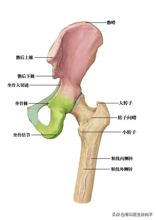 经典图片|髋关节相关解剖,太值得收藏了