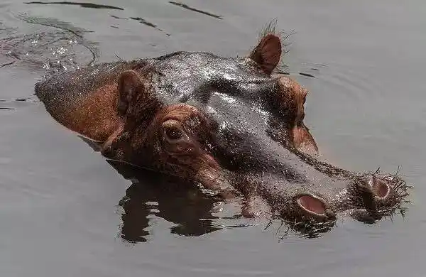 河马的小秘密,你知道多少?
