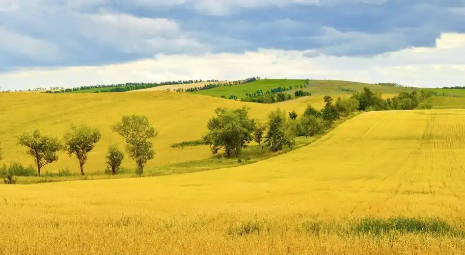 高清晰金色麦田壁纸
