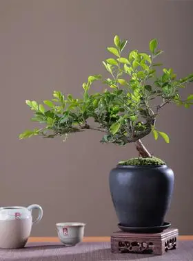 盆栽带花苞浓香四季室内花卉植物七里香树苗千里眼盆景植物￥32限时月