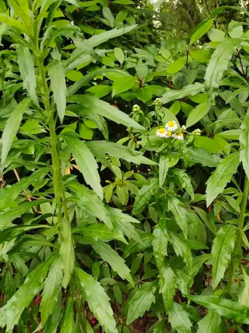 飞蓬大飞蓬小飞蓬小蓬草今天这篇文章可能会颠覆你的认知是的不仅限于