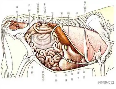 牛解剖学图谱