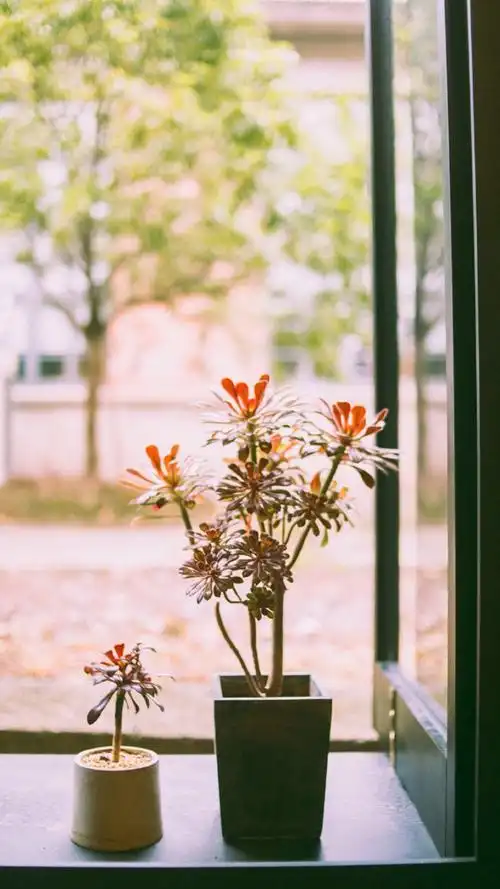 手机壁纸 文艺小清新静物 > || 更新时间:2017-05-06 颜色分 唯美意境