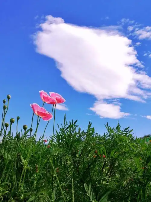 入秋后蓝天白云装点下的花花草草