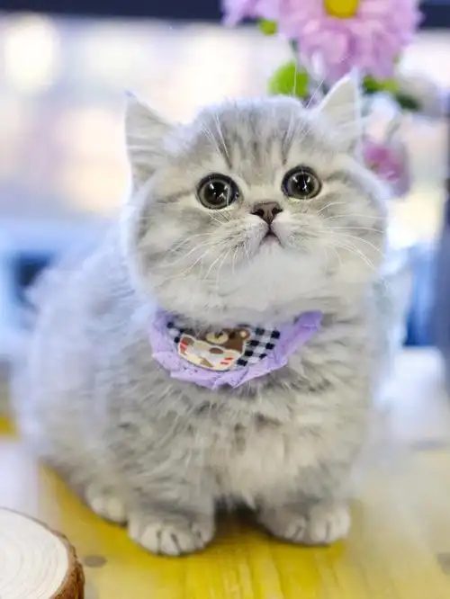 喜欢蓝虎斑宝宝颜色也好美美