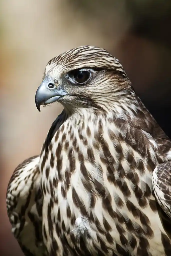 猎鹰肖像,捕食者,黑色,白色,棕色的,自然的,孤立的,黄色的,天空,动物