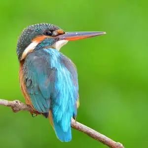 多彩多姿的翠鸟图片-多彩多姿的翠鸟素材-多彩多姿的翠鸟插画-摄图新