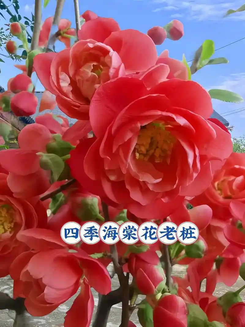 四季海棠花老桩.绿叶繁花,四季常青!海棠,是春天的信使,是文 - 抖音
