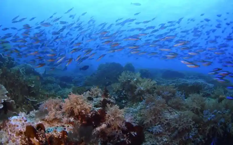 美丽的海底世界(4k高清),不一般的视觉体验