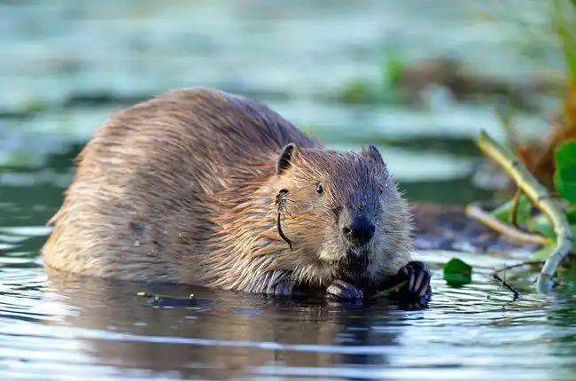 没有河狸就没有加拿大