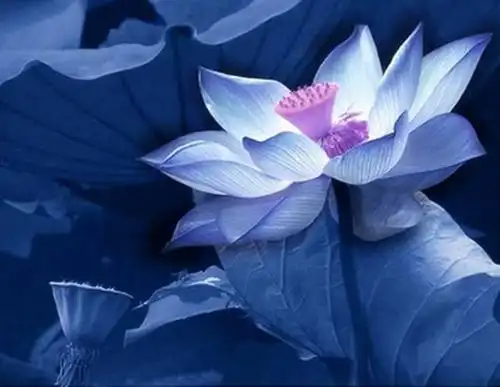 当然,这种沟通是非常浅显的,仅相当于打开了西方极乐世界的一道门缝