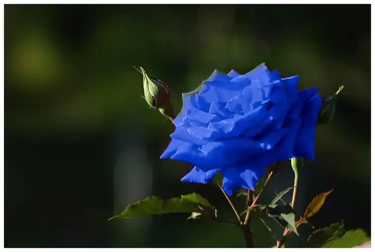 蓝色妖姬,月季和玫瑰