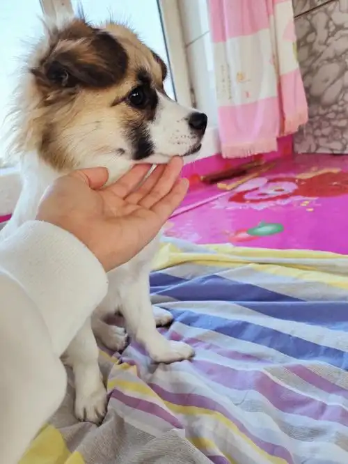 我的狗狗是土狗中的大美人儿