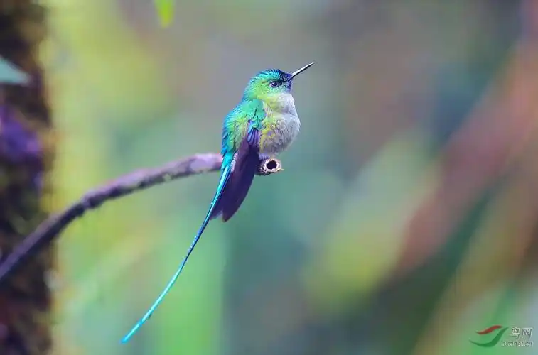长尾蜂鸟长尾蜂鸟longtailedsylph贺图2获首页精华图片