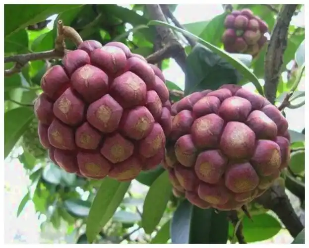 水果的名称有哪些(水果的名称有哪些游戏)