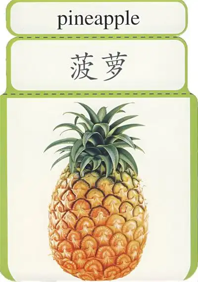 新理念宝宝认读卡——水果
