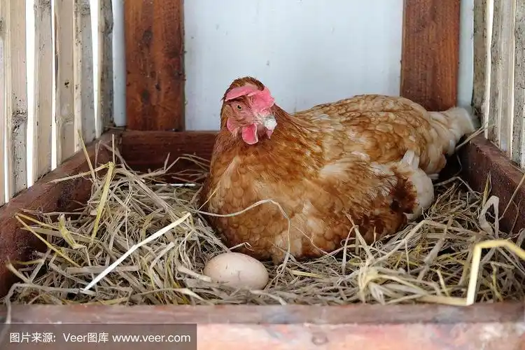 母鸡产蛋