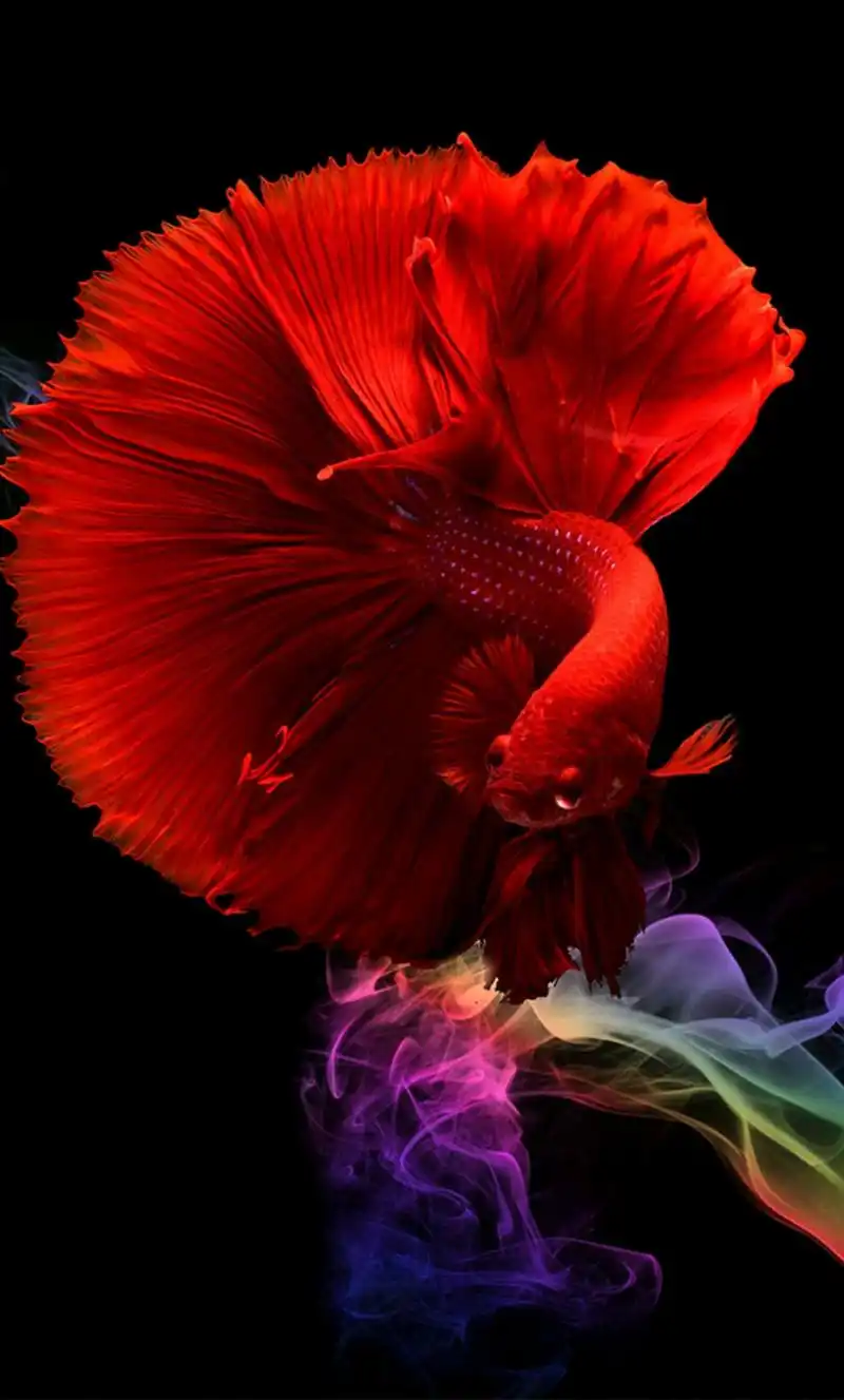 精品美图热门手机壁纸分享