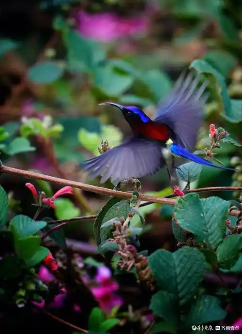 云南高黎贡山百花岭漂亮的太阳鸟