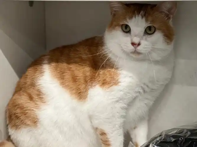 橘猫  #我家宠物好可爱  #猫咪发腮  #吸猫