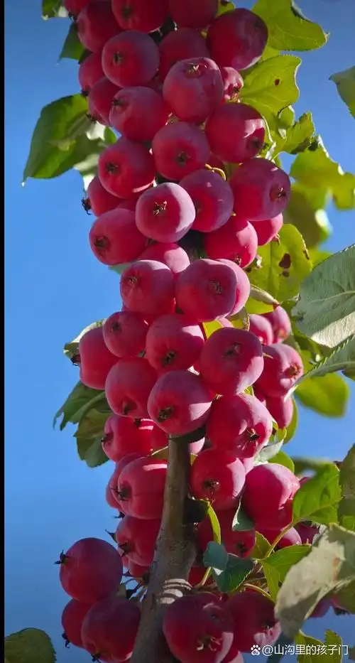 下面我将以唯美的句子来描写海棠果的美丽之处.