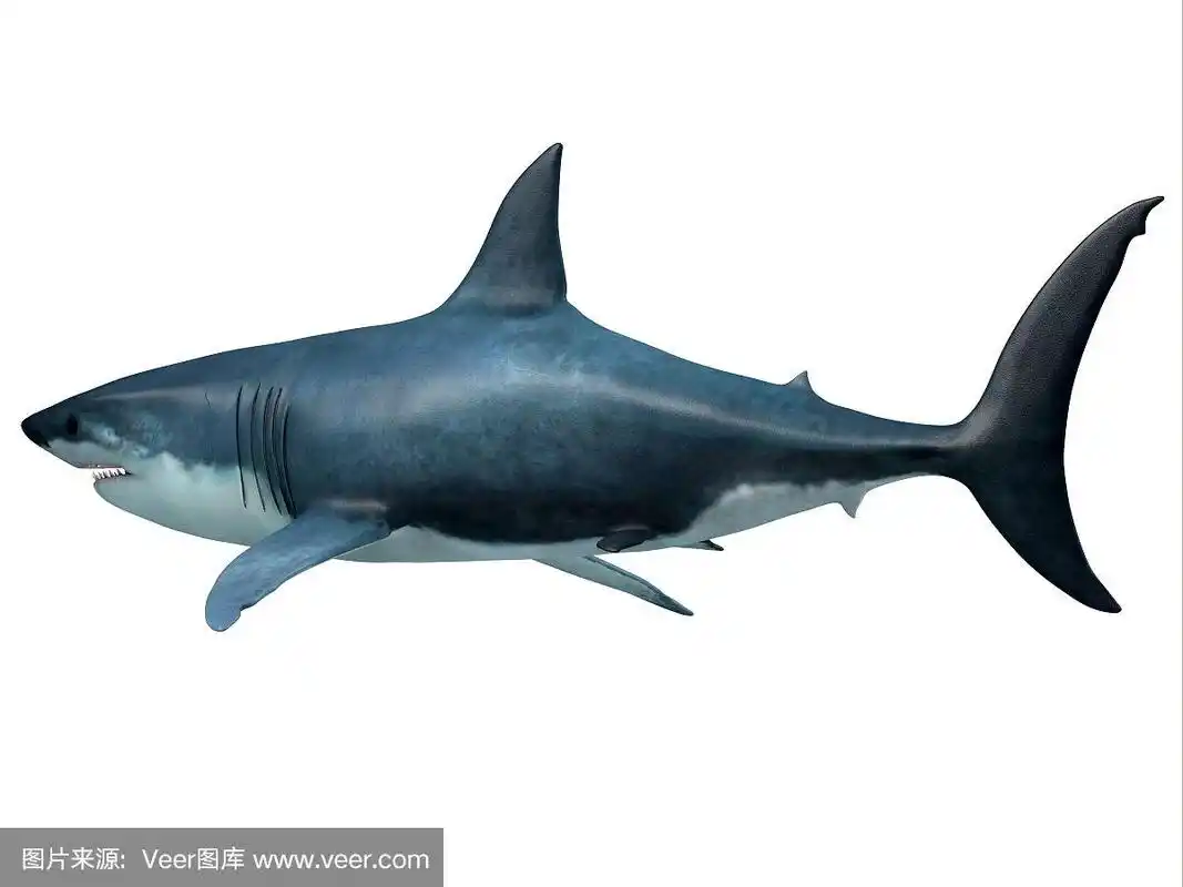 巨齿鲨捕食鲨鱼的尾巴