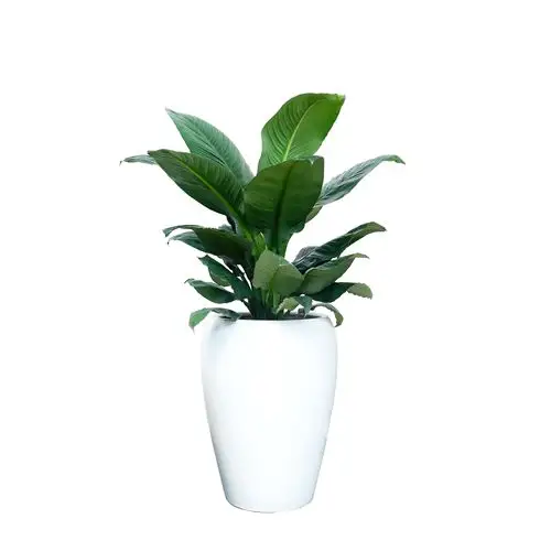 盆栽绿巨人阔叶一帆风顺喜阴室内客厅办公室甲醛净化空气大型绿植