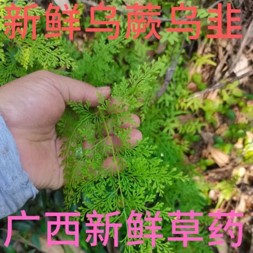 新鲜野生采中草药材乌蕨乌韭大叶金花草小叶野鸡尾细叶凤凰尾包邮