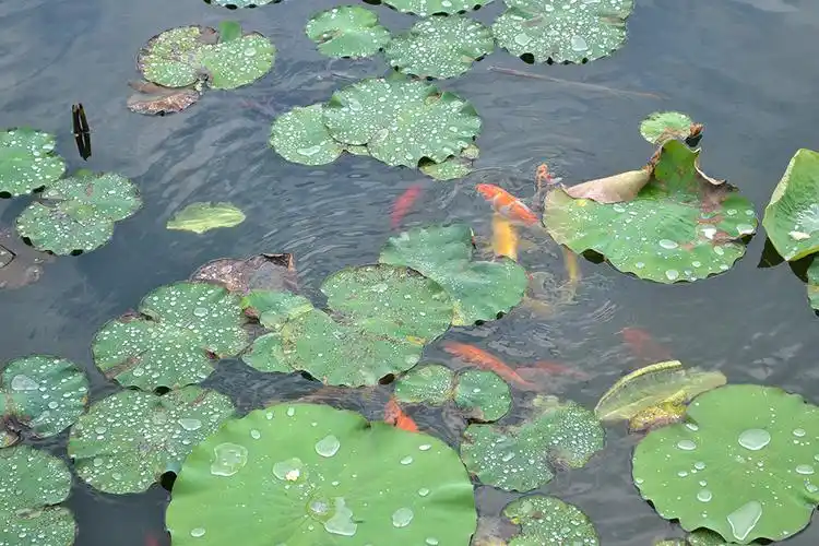 荷塘荷叶莲叶鲤鱼戏水景色