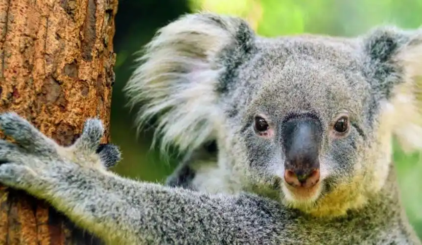 澳大利亚东海岸,野生动物的天堂