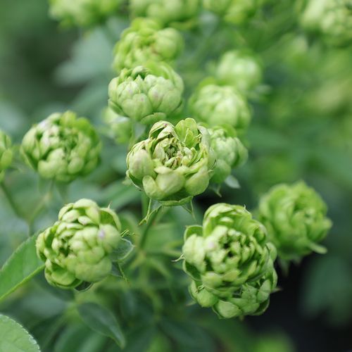 闪电微型月季花苗小绿/埃克莱尔微月阳台盆栽庭院绿植玫瑰花-阿里巴巴