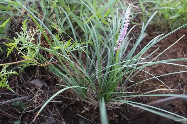 以上三张照片,为野生的.我把它定为"禾叶山麦冬",不知道对否?