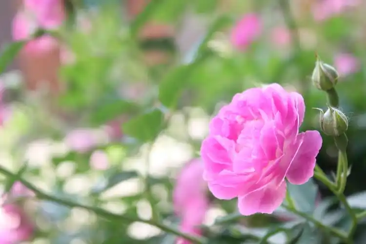 唯美花草图片_最美的花花草草_风景壁纸