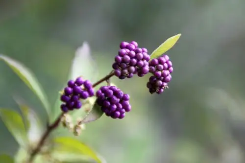 首发果实累累的紫珠