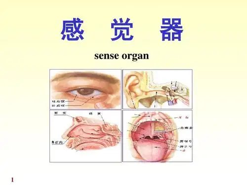 21感觉器官ppt