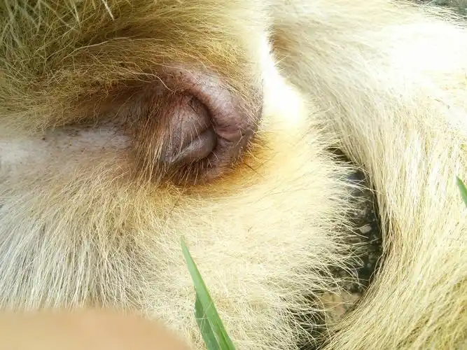 我家的狗狗已经养了5个月,是母狗,昨天她的拉尿的地方流了血,今天又