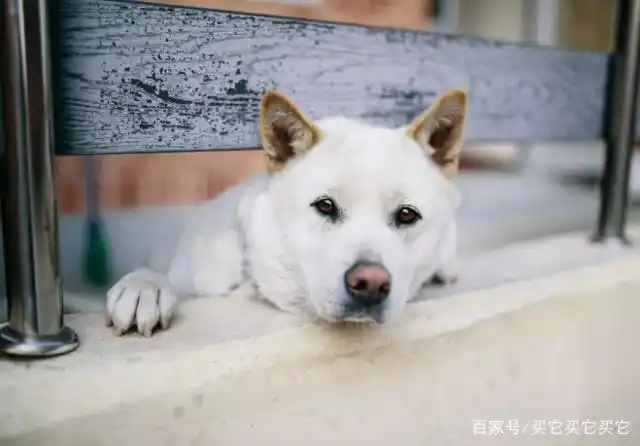 韩国金道犬:狗的品种简介