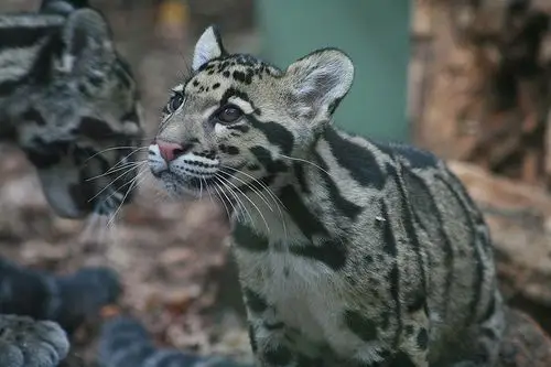 clouded leopard cub, nashville | flickr – 相片分享!