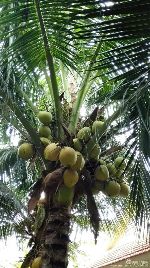 椰树果实累累
