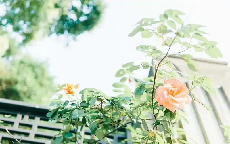 绿色小清新风景电脑桌面壁纸高清大图预览1920×1200_风景壁纸下载_美