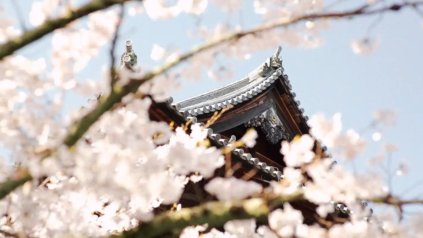 绚丽日本樱花唯美高清桌面壁纸