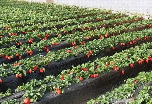 青岛奥鑫草莓采摘自驾游活动开始了