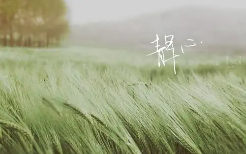 麦穗飘动的静心意境电脑桌面壁纸高清大图预览1920x1200_风景壁纸下载