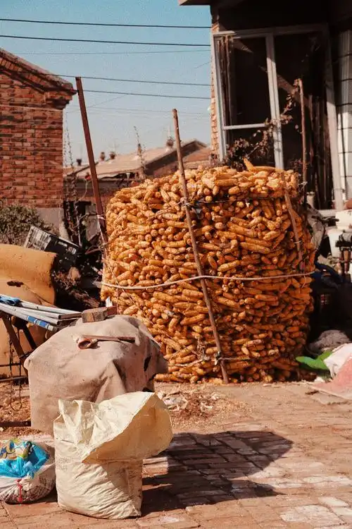 北方的秋天村里的丰收不同人的喜悦
