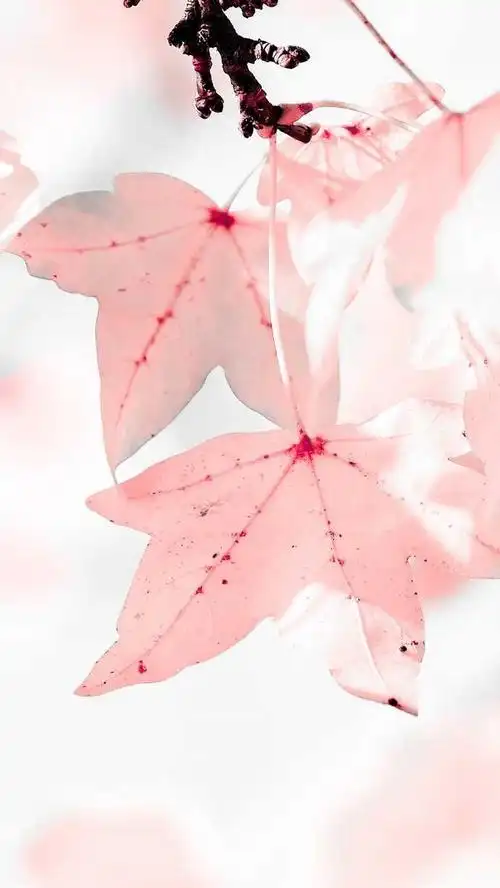 有没有…干净,清澈,明亮,简单,的手机壁纸? ?