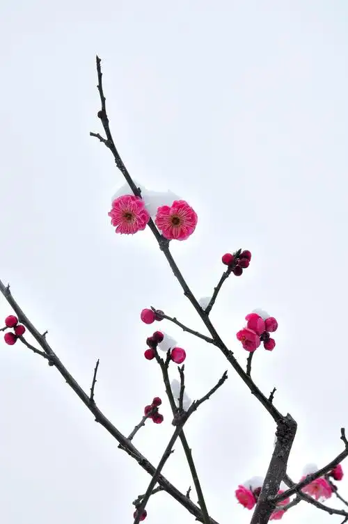 梅花和雪的故事