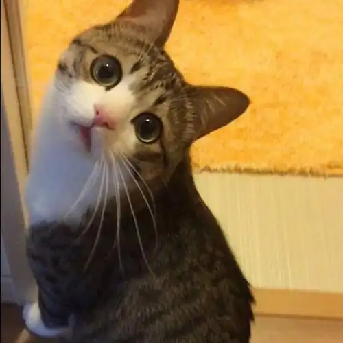 最萌不过歪头杀小心心都给你