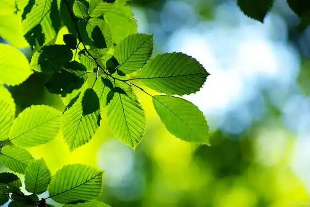 好句分享:那些夏天里的唯美语句