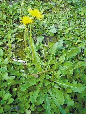 草丛里的蒲公英