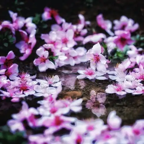 水上桃花红欲然,飘落的桃花,轻轻的落在水面上,相映成趣.